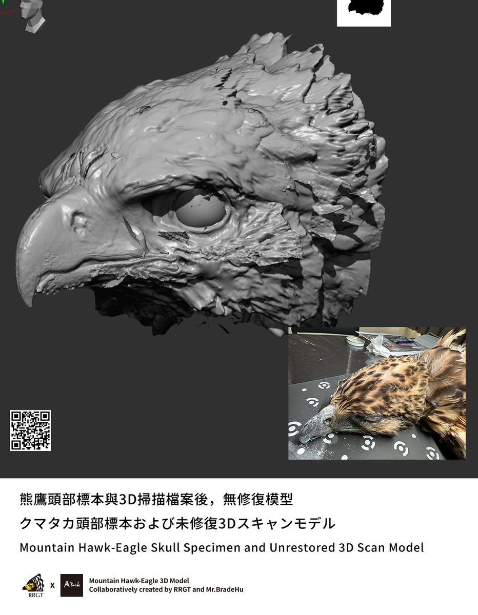 クマタカの3Dスキャン＆モデリング ✓足：掴むポーズで正確に記録 ✓頭