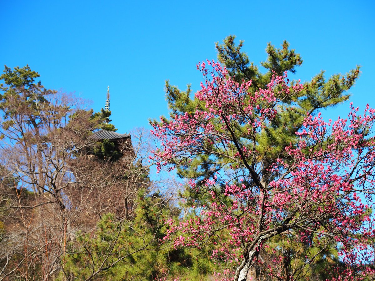 HSankeien's tweet image. 早咲きの梅や、ロウバイが咲き進んできて、甘い香りを漂わせています。
これから3月ごろまで、さまざまな品種の梅約500本がお楽しみいただけます。
晴れていますがきりりと冷たいお天気が続きますので、園内散策の際はあたたかくしてお越しください。