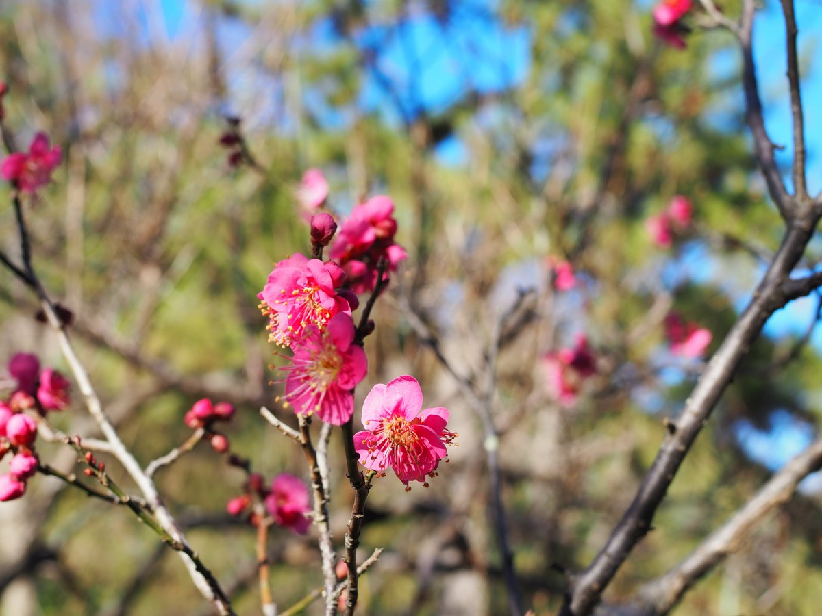 HSankeien's tweet image. 早咲きの梅や、ロウバイが咲き進んできて、甘い香りを漂わせています。
これから3月ごろまで、さまざまな品種の梅約500本がお楽しみいただけます。
晴れていますがきりりと冷たいお天気が続きますので、園内散策の際はあたたかくしてお越しください。