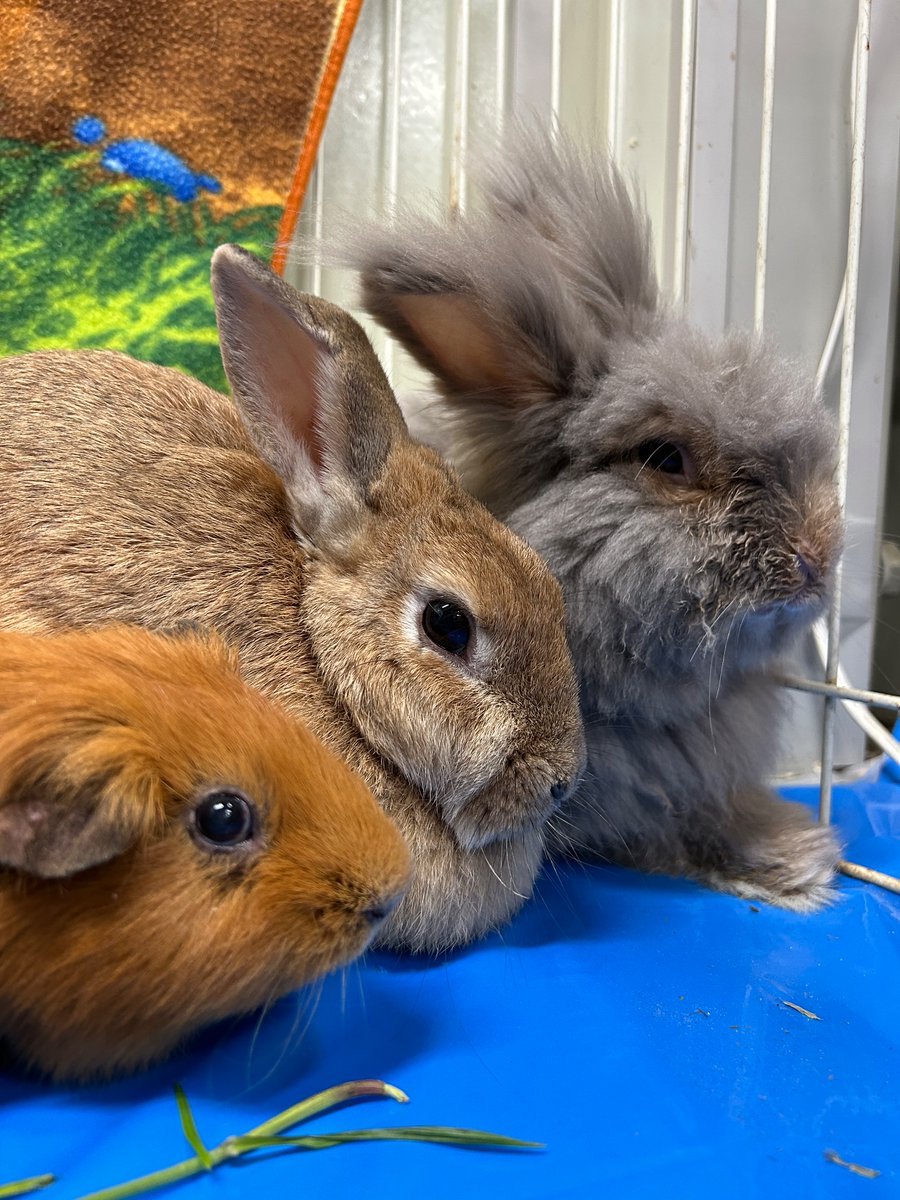 satsukiyama_zoo's tweet image. バックヤードで過ごす3頭。ふと見ると仲良く横に並んでいました🐰🐹

(手前:モルモット、シズ 
中央:ミニウサギ、クッキー
奥:ライオンドワーフ、キャラメル)

#五月山動物園 #モルモット #ウサギ