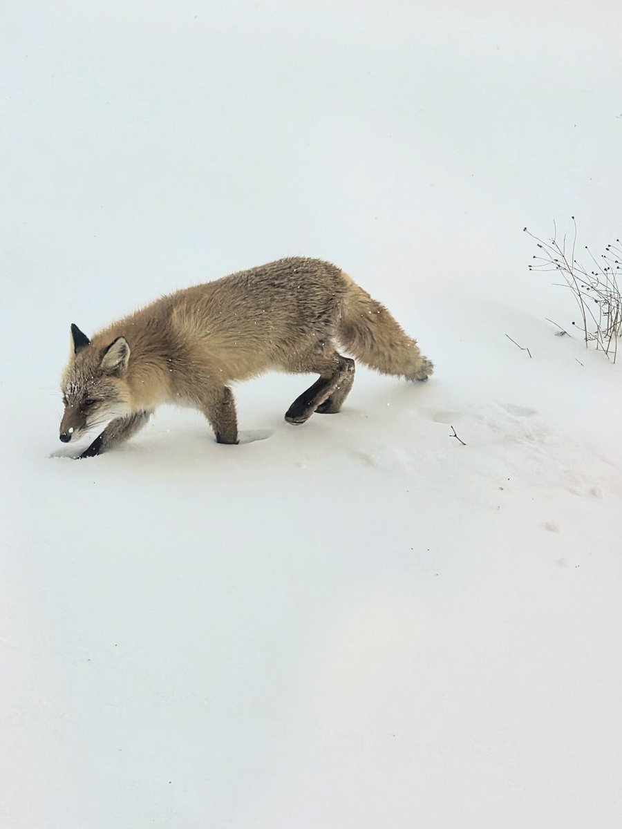 北海道あるある🦊庭にキツネが来てました🦊