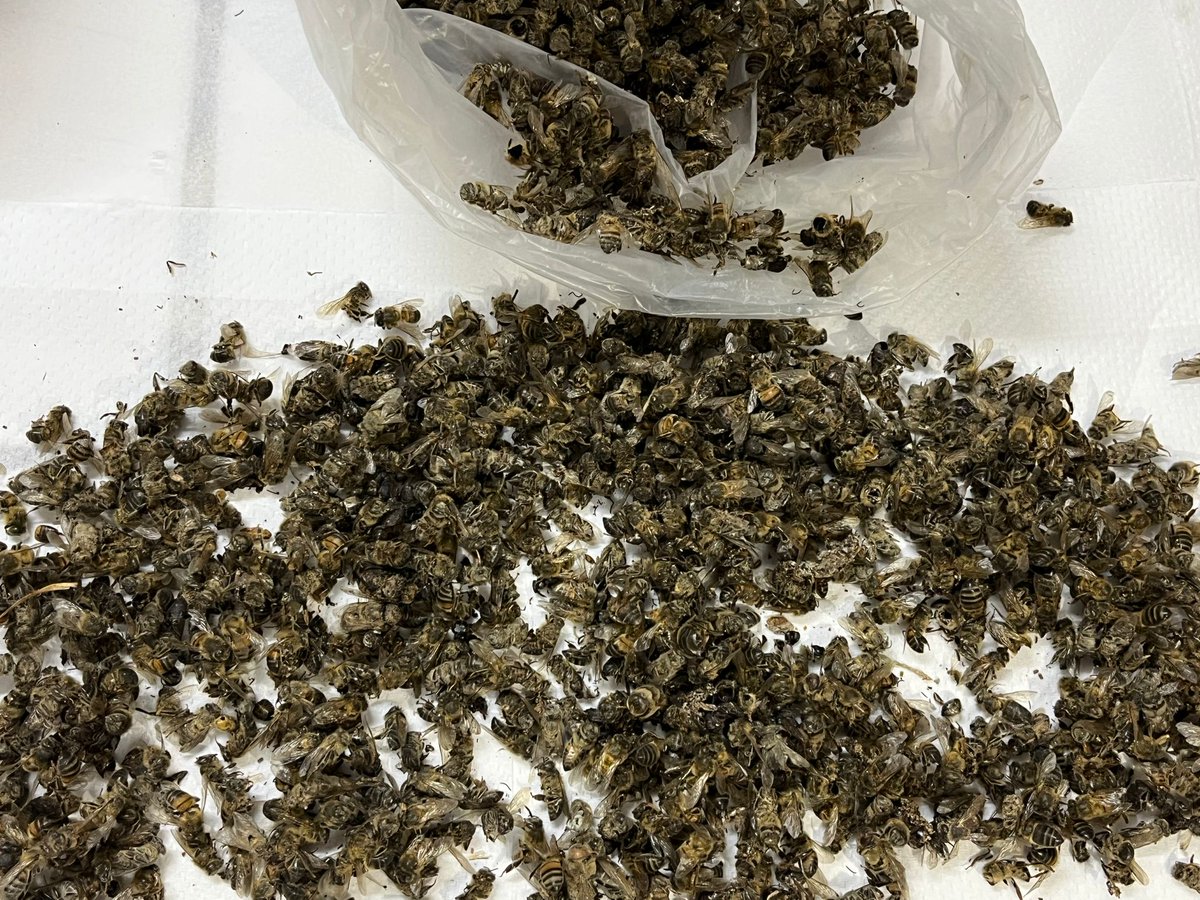 NestorCausa's tweet image. Los apicultores afectados por la mortandad  siguen esperando una respuesta sobre que mato sus abejas. 
Mientras tanto se sigue trabajando pero con una sensación amarga de volver a otras épocas, esperemos estar equivocados.@MGAPUruguay #SAU #CNFR #CHDA