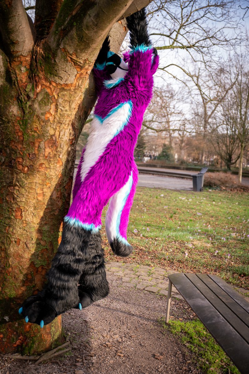 Purple Dog ✈️TFF tweet media