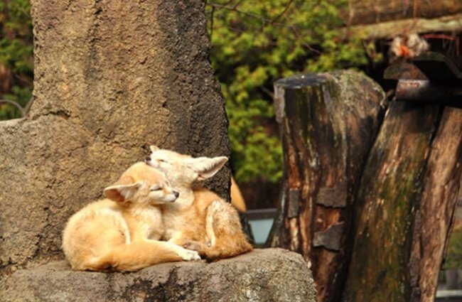 Fennec Every Hour! (@fenneceveryhr) on Twitter photo 