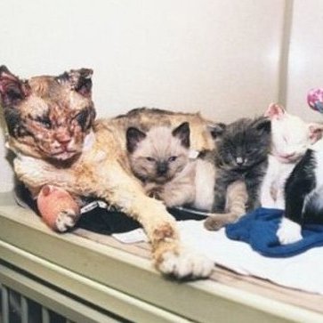 Cultination1's tweet image. 🇺🇸🐈👏CE CHAT A COURU 5 FOIS DANS UN BÂTIMENT EN FEU POUR SAUVER SES CHATONS.

En mars 1996, à Brooklyn (New York), une chatte errante nommée Scarlett a accompli un acte d’un courage exceptionnel. 

Alors qu’un incendie ravageait un garage abandonné où elle avait caché ses cinq…