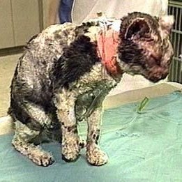 Cultination1's tweet image. 🇺🇸🐈👏CE CHAT A COURU 5 FOIS DANS UN BÂTIMENT EN FEU POUR SAUVER SES CHATONS.

En mars 1996, à Brooklyn (New York), une chatte errante nommée Scarlett a accompli un acte d’un courage exceptionnel. 

Alors qu’un incendie ravageait un garage abandonné où elle avait caché ses cinq…