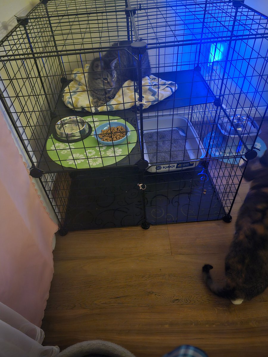 Ynnep48's tweet photo. Yes you may! Today is Dash's first day as an indoor kitty. Featuring @MiraIsLooking https://t.co/PumalmSTkD