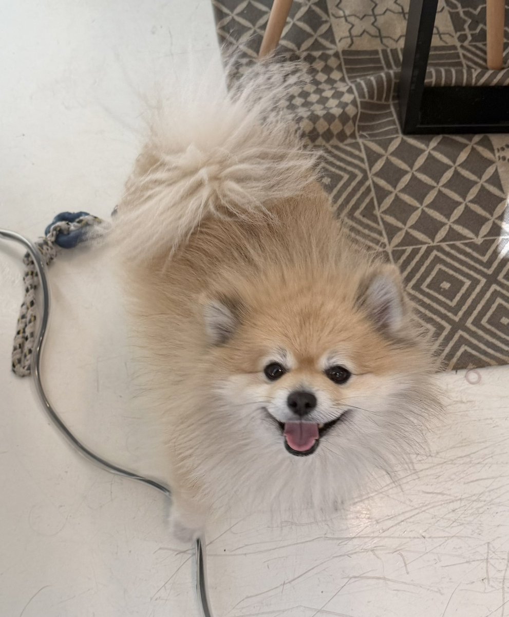 ポメころびページです＊ デカポメ🐶⛩️ポルくん🗼 (@AccessoryshopF) / Posts / X