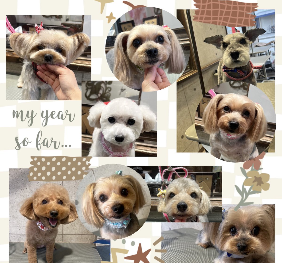 ♡ヨークシャーテリアのシオンくんキララくん＆ノーフォークテリアのクッキーくん
♡ヨークシャーテリアのけだまちゃん＆はなころちゃん＆まろくん
♡ミニチュアシュナウザーのジーニくん
♡トイプードルのこもちちゃん
♡トイプードルのモコちゃん
です（╹◡╹）
.
.
.

いつもありがとうございます