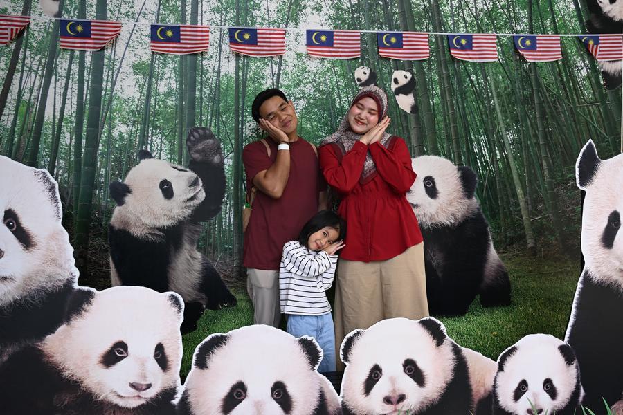 ihenan_'s tweet image. Giant #pandas "Chen Xing" and "Xiao Yue" from #China officially met the #Malaysian public here on Saturday.
🐼✈️🇲🇾
In a ceremony marking the event at the Giant Panda Conservation Center (GPC) at Zoo Negara, the country's national zoo, the pair met eager onlookers following their