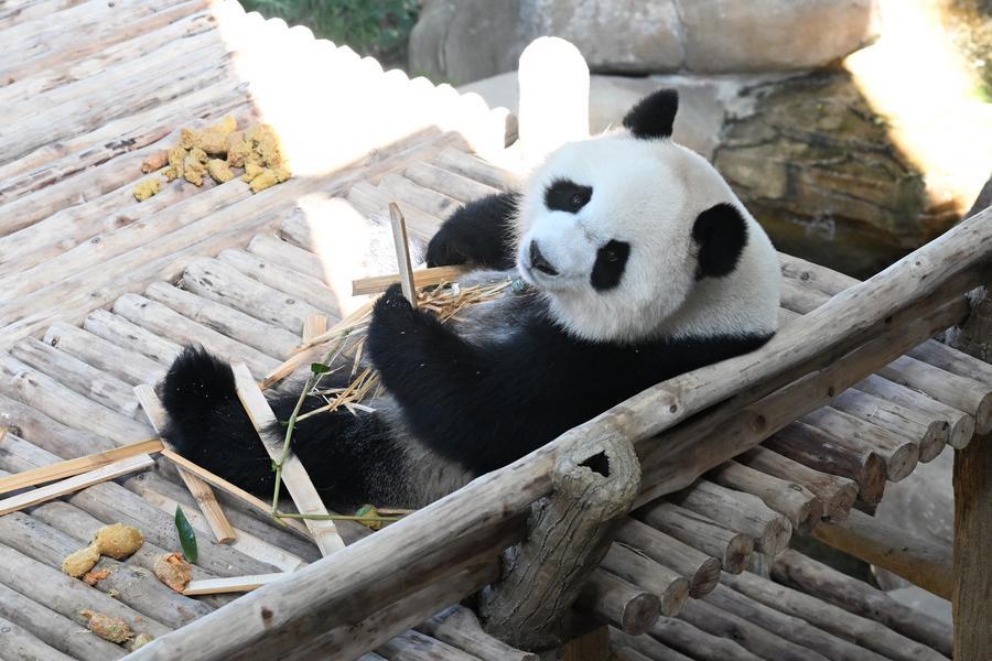 ihenan_'s tweet image. Giant #pandas "Chen Xing" and "Xiao Yue" from #China officially met the #Malaysian public here on Saturday.
🐼✈️🇲🇾
In a ceremony marking the event at the Giant Panda Conservation Center (GPC) at Zoo Negara, the country's national zoo, the pair met eager onlookers following their