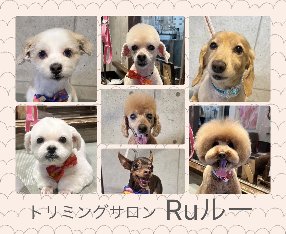 ♡ハーフのあおいくん＆まめちゃん
♡トイプードルのミルキーちゃん＆モコちゃん
♡ミニチンピンシャーのモグくん
♡ミニチュアダックスのマロンくん
♡トイプードルのシャルくん
です（╹◡╹）
.
.
.

いつもありがとうございます♡
またのご来店心よりお待ちしております
.