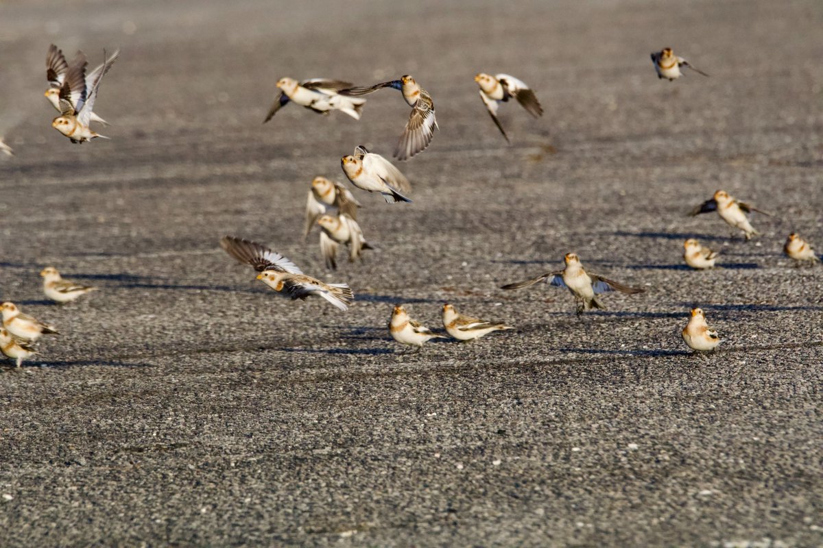 terri needham tweet media