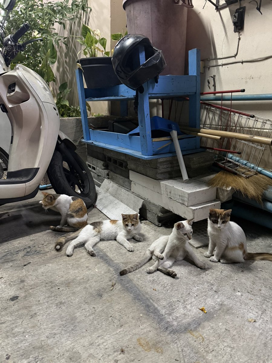 MaewHelpMaew's tweet image. ขออนุญาติหาบ้านให้เด็กๆ แมวจรค่ะ
- อายุเกิน 4-5 เดือน 
- คัดบ้านนะคะ (สามารถทักมาพูดคุยก่อนได้)
พิกัด แถวลาดพร้าว 122

#ทาสแมว #แมวจร #แมวจรหาบ้าน #แมวโตหาบ้าน