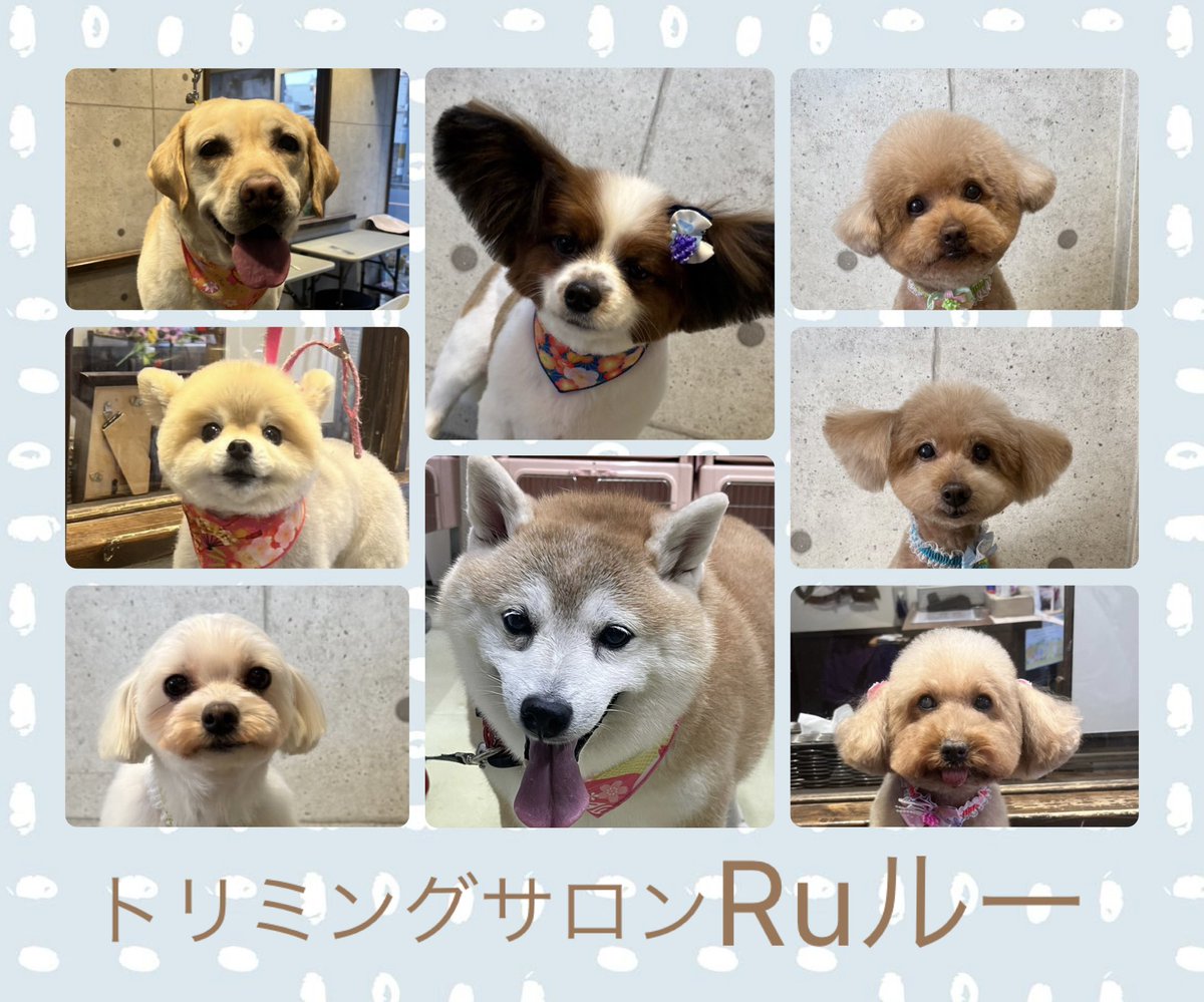 ♡ラブラドールレトリーバーのみらいちゃん
♡ポメラニアンの小麦ちゃん
♡マルチーズのレオくん
♡パピヨンのまつりくん
♡柴犬のおはぎちゃん
♡トイプードルのそらまめくん＆あいとくん
♡トイプードルのサリーちゃん
です（╹◡╹）
.
.
.

いつもありがとうございます♡