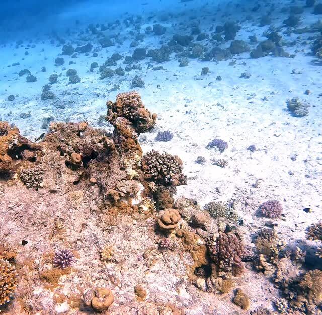 wanderonomy's tweet image. A wandering giant eel swam into view. instagr.am/p/DTZMzgZCJzq/