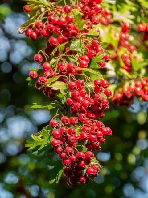 EOGA_Conference's tweet photo. MATERIA MEDICA: Hawthorn (Crataegus oxyacanthoides)

Hawthorn has a long and venerable history of use and was regarded as a sacred tree in many traditions. Its flowering branches heralded the beginning of the ancient Celtic festival of Beltane, and for this reason it was often called the “mayflower.” The tree was associated with the goddess and believed to be inhabited by faeries and elemental spirits. On Beltane, villagers gathered hawthorn blossoms to decorate their homes or tied pieces of cloth or ribbon to its branches as offerings to the spirits of the land, seeking blessing, fertility, and protection.

Herbal Actions and Indications:

Hawthorn is one of the most thoroughly studied medicinal plants for the cardiovascular system. Experimental and clinical research shows that it increases myocardial tone, helps normalize heart rhythm, and exerts a protective effect on cardiac tissue. It is cardiotonic, cardioprotective, antioxidant, anti-inflammatory, and collagen-enhancing, and has been shown to help lower cholesterol levels. Additional research points to anti-tumour activity and improved vascular integrity.

Clinically, hawthorn reduces the risk of arrhythmias, improves coronary circulation, and enhances exercise tolerance in individuals with heart failure. It has been shown to reduce the severity of heart-failure-related signs and symptoms such as shortness of breath, fatigue, and palpitations. Unlike stimulant cardiotonics, hawthorn works gently and cumulatively, making it suitable for long-term use, especially in chronic or age-related cardiovascular weakness.

Preparations and Dosage:
Hawthorn is most commonly prepared as a fresh-plant tincture using the leaves and flowers, though the berries are also widely used. Infusions and decoctions may be employed for long-term support, while tinctures are preferred for their convenience and consistency. Because hawthorn acts gradually, benefits are best observed with regular use over weeks to months.

Conclusion:

Healthy people can and should take Hawthorn too. It supports long term cardiac resilience and protects against oxidative stress and may even help with slowing cardiac aging by preserving elasticity and efficiency of the endothelial cells and connective tissue of the circulatory system. It has also been shown to improve oxygen utilization during intense activity. 

Furthermore, the active ingredients of Hawthorn cannot yet be synthesized in a lab. If any of the active ingredients are isolated or concentrated they no longer work. They only work in the group of chemicals and concentrations they appear on naturally.
