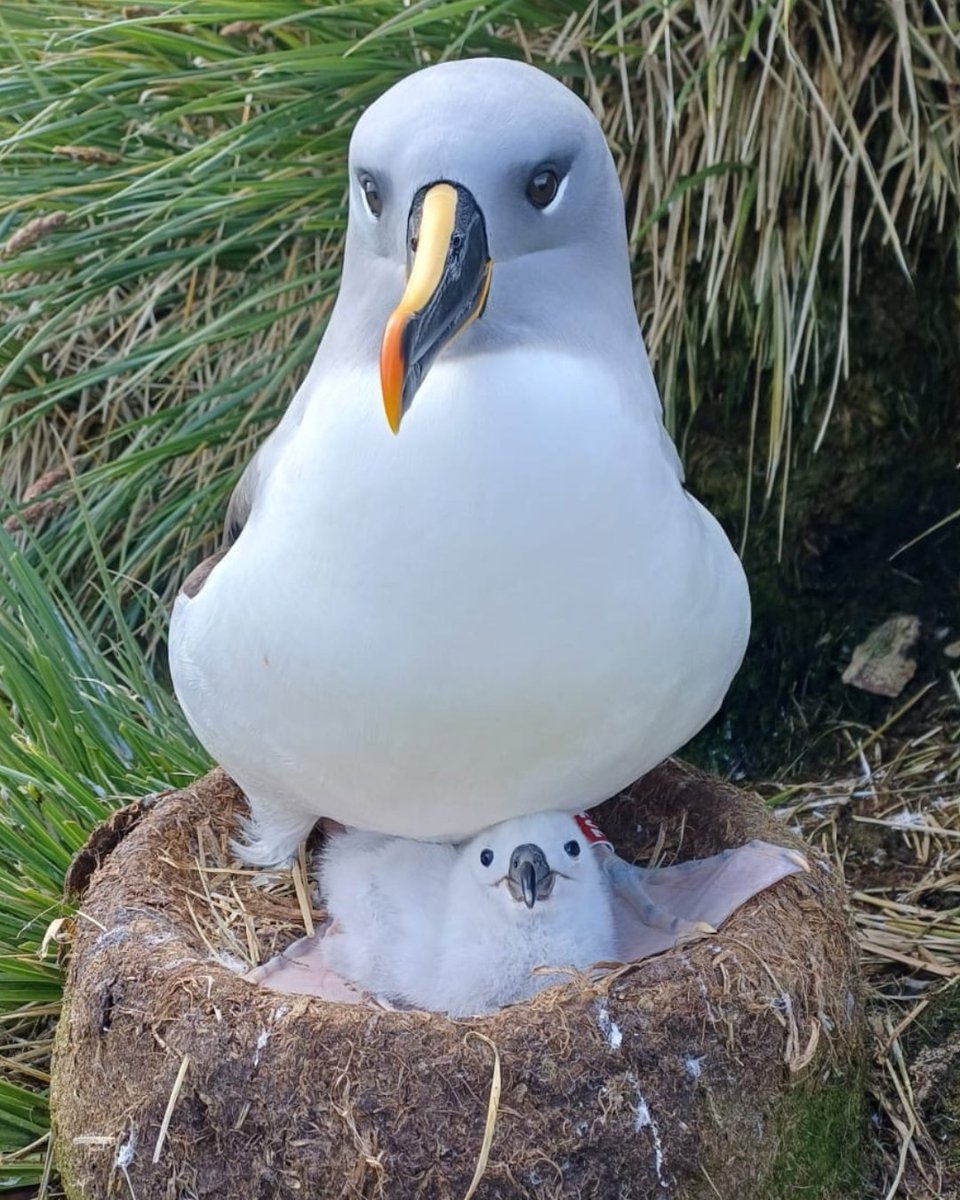 albatross_story's tweet image. 今日は成人の日✨

ちっちゃくてふわふわなひなちゃんも、やがて立派に巣立つ日が来ます。カメラ目線が可愛いハイガシラアホウドリのひなちゃんと、優しそうな親鳥さんの写真とともに、

新成人の皆さんおめでとうございます！㊗️

📷 Hannah Greetham