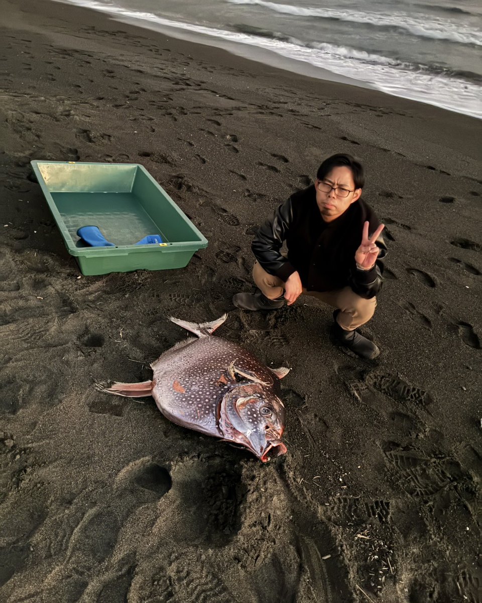 seimeinohoshiPR's tweet image. 大磯海岸にアカマンボウが打ち上がっているとの知らせを受け、学芸員が現地に駆けつけました🐠🏃
マンボウに似た姿ですが、系統的にはリュウグウノツカイに近い深海魚で、相模湾での記録はおそらくありません。
発見をご連絡くださった釣り人の方に感謝し、調査を進めていきたいと思います。