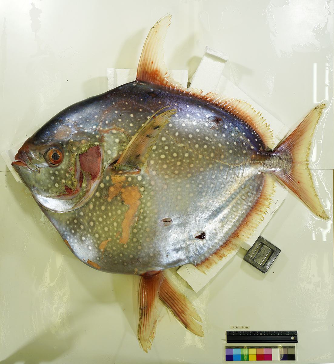 seimeinohoshiPR's tweet image. 大磯海岸にアカマンボウが打ち上がっているとの知らせを受け、学芸員が現地に駆けつけました🐠🏃
マンボウに似た姿ですが、系統的にはリュウグウノツカイに近い深海魚で、相模湾での記録はおそらくありません。
発見をご連絡くださった釣り人の方に感謝し、調査を進めていきたいと思います。