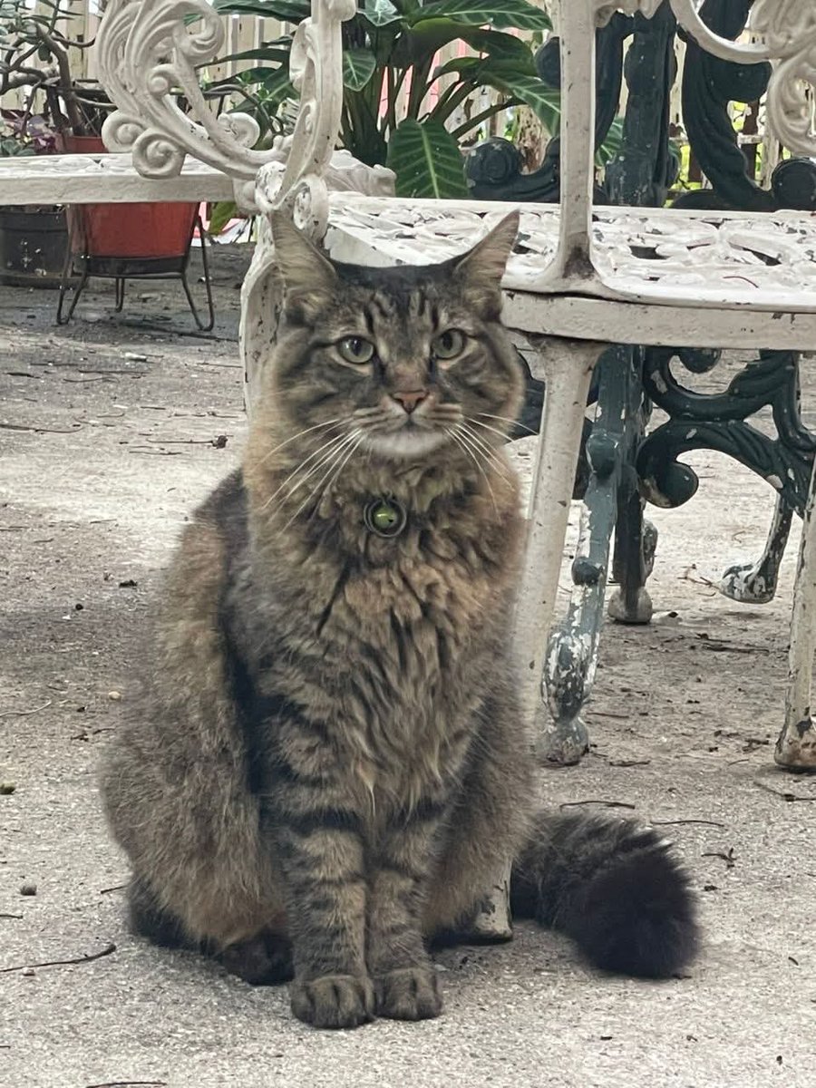 Este gatito apareció hace 2 días en el edificio Columbus, calle 15 La Urbina (parte alta), Caracas. 

Difundir para que aparezca su familia humana. Telf  0414-2182443.