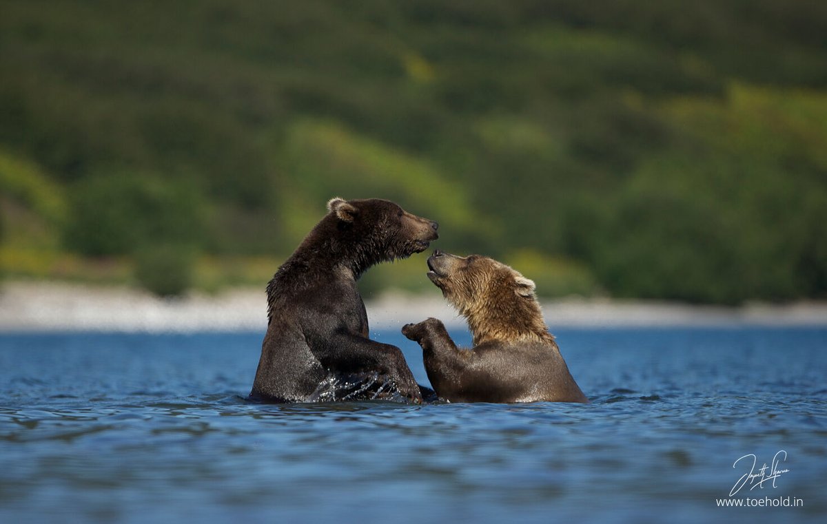Jayanth_Sharma's tweet image. Kamchatka 2026 - An expedition that one can't forget.

Please get in touch with me if you want to travel to this remote wilderness watching gigantic bears fish salmon.

#ToeholdPhotoTravel #Russia #Kamchatka