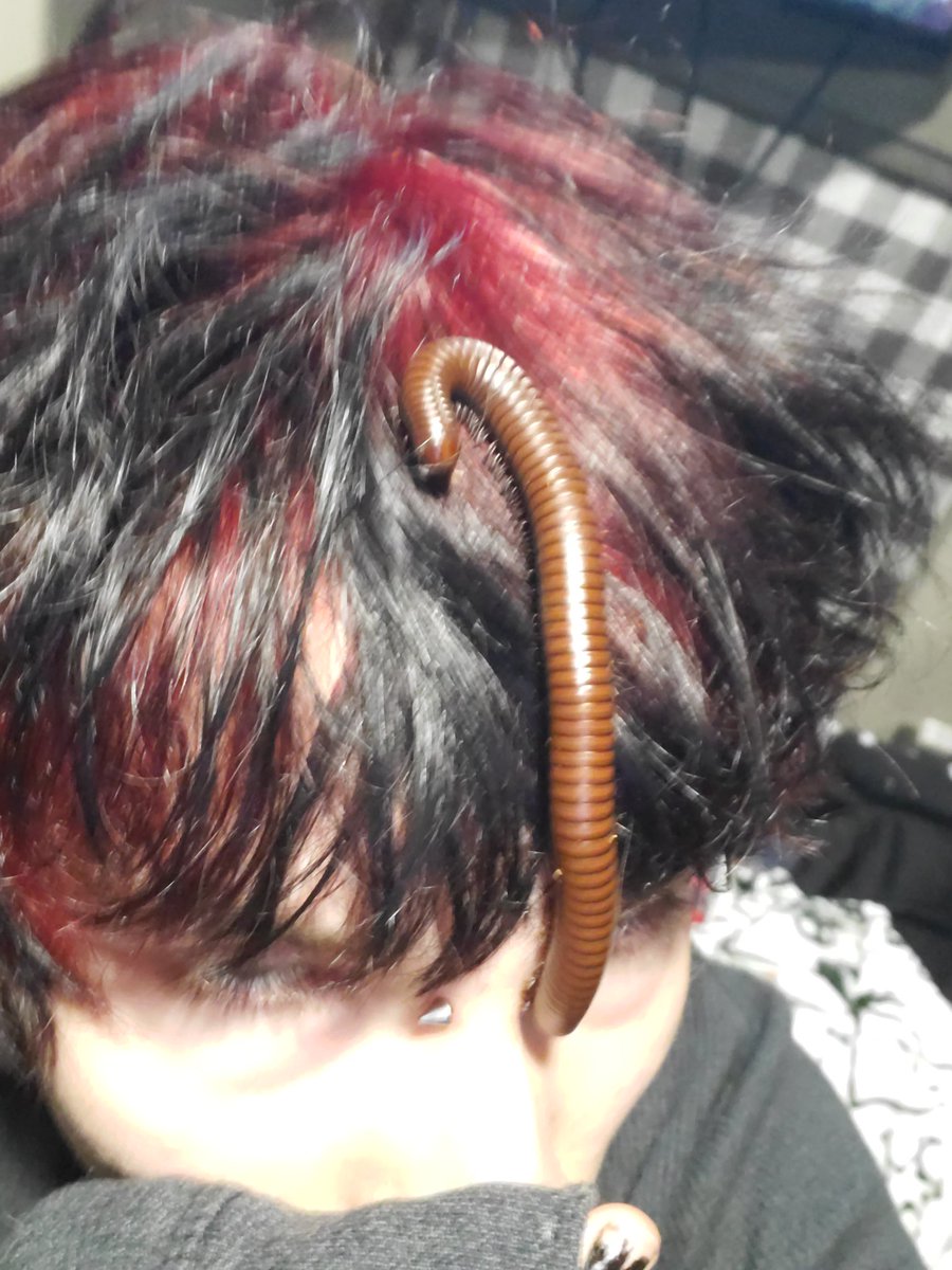 Interweaved_'s tweet image. All my millipedes^^
ㅤ ׅ 𝄂𝄚𝅦𝄚𝄞𝅄ㅤ
#988twt #shtwt #shedtwt #edtwt #miatwt #anatwt