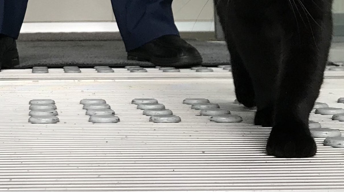 【ここ】をタップすると４枚の写真が縦に繋がって、警備員さんがケンちゃんを見送っている姿が見えます。#尾道 ＃尾道市立美術館 #猫