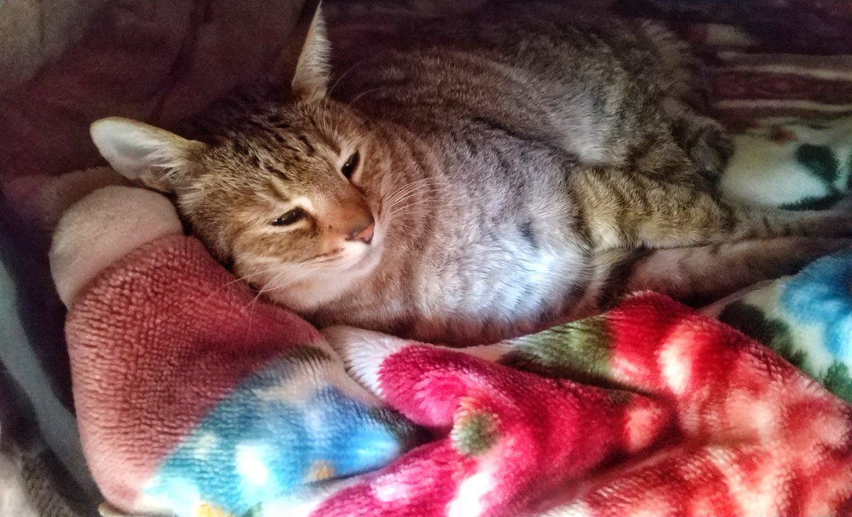 今日はコタツから出る気がないみたい 🤭