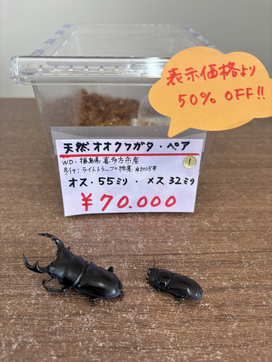 天然オオクワガタ・ペア 福島県喜多方市産 こちらは通販（発送）も承っ