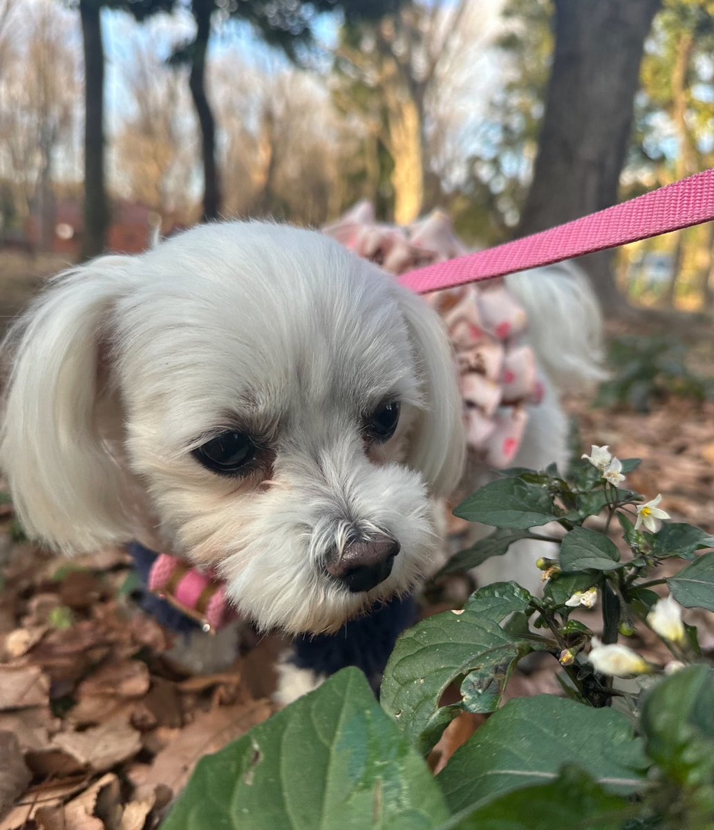 りょん ペットシッターのお姉さまの写真 素晴らしい🍃