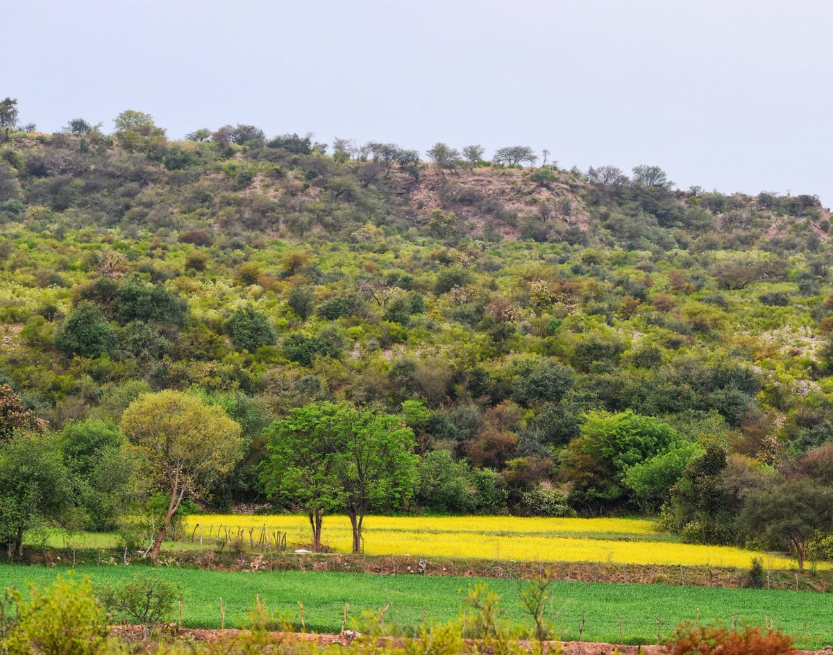 syedrizwanmehb1's tweet image. "Mustard Magic" of Pothohar is mesmerizing beyond imagination

Serenity,calmness &amp;amp; mellow colours of the scrub Forest provide an ideal backdrop to bright,delicate mustard flowers - while multitude of honeybees buzz (yes true Junglee honeybee) all around as if intoxicated