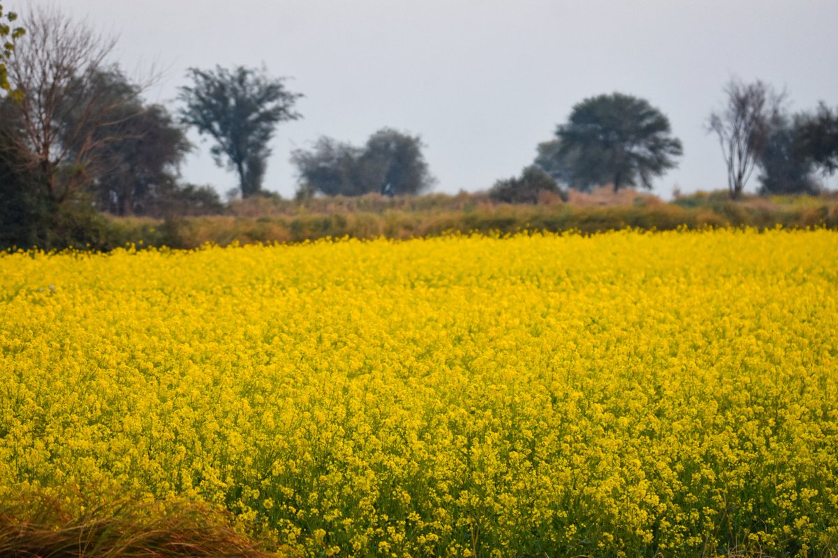 syedrizwanmehb1's tweet image. "Mustard Magic" of Pothohar is mesmerizing beyond imagination

Serenity,calmness &amp;amp; mellow colours of the scrub Forest provide an ideal backdrop to bright,delicate mustard flowers - while multitude of honeybees buzz (yes true Junglee honeybee) all around as if intoxicated