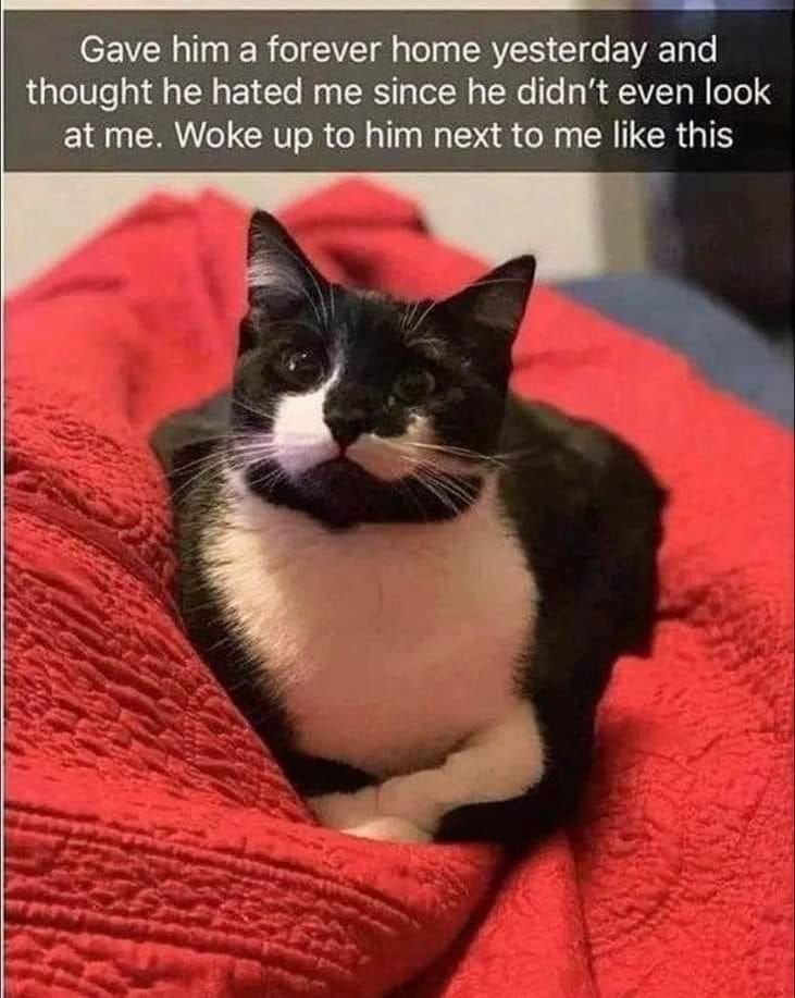 catsnkittys's tweet image. 