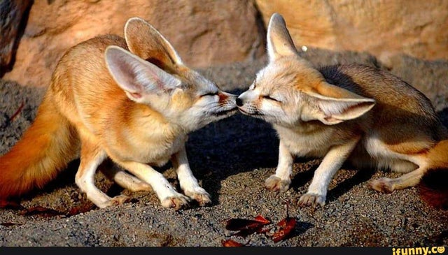 Fennec Every Hour! (@fenneceveryhr) on Twitter photo 