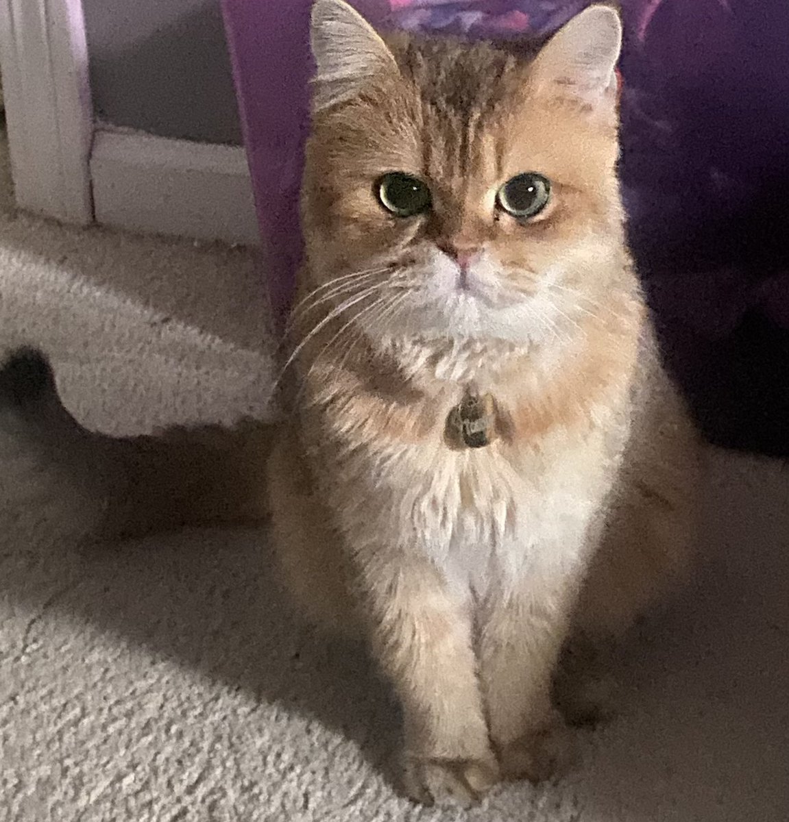 MapleMap0's tweet image. I feel a bit sleepy today, but I’ll be watching the stream then sleep

Gi night