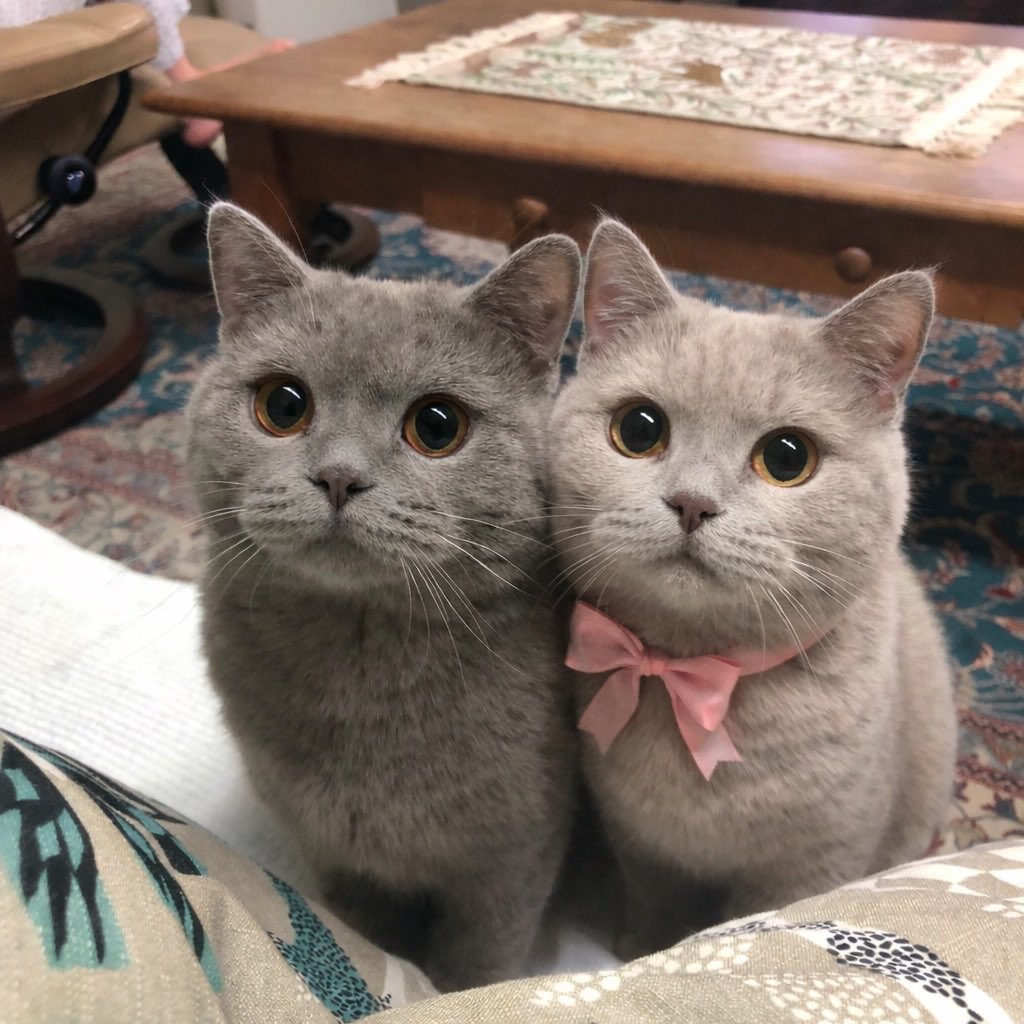 치코 &amp;치코여친