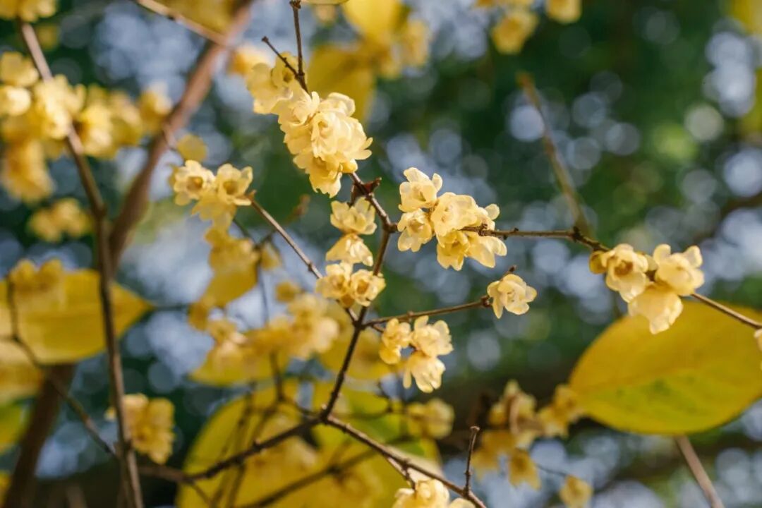 ChongqingFuling's tweet image. 🌼 Winter blooms in #Fuling, #Chongqing.
Golden wintersweet flowers fill the streets with fragrance, while parks across the city are now in peak bloom - from Baihe Forest Park to Taiji Forest Park.
The season lasts through late February. A gentle reminder that winter can still be