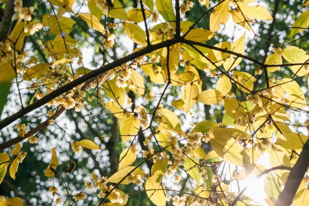 ChongqingFuling's tweet image. 🌼 Winter blooms in #Fuling, #Chongqing.
Golden wintersweet flowers fill the streets with fragrance, while parks across the city are now in peak bloom - from Baihe Forest Park to Taiji Forest Park.
The season lasts through late February. A gentle reminder that winter can still be