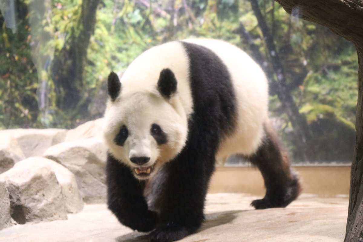 🐼2025/12/26🐼

シャオくんレイちゃん
幸せをありがとう💓

12/26のシャオくんレイちゃんです

#上野動物園 #ジャイアントパンダ
#レイレイ #パンダ #蕾蕾 #シャオシャオ #暁暁