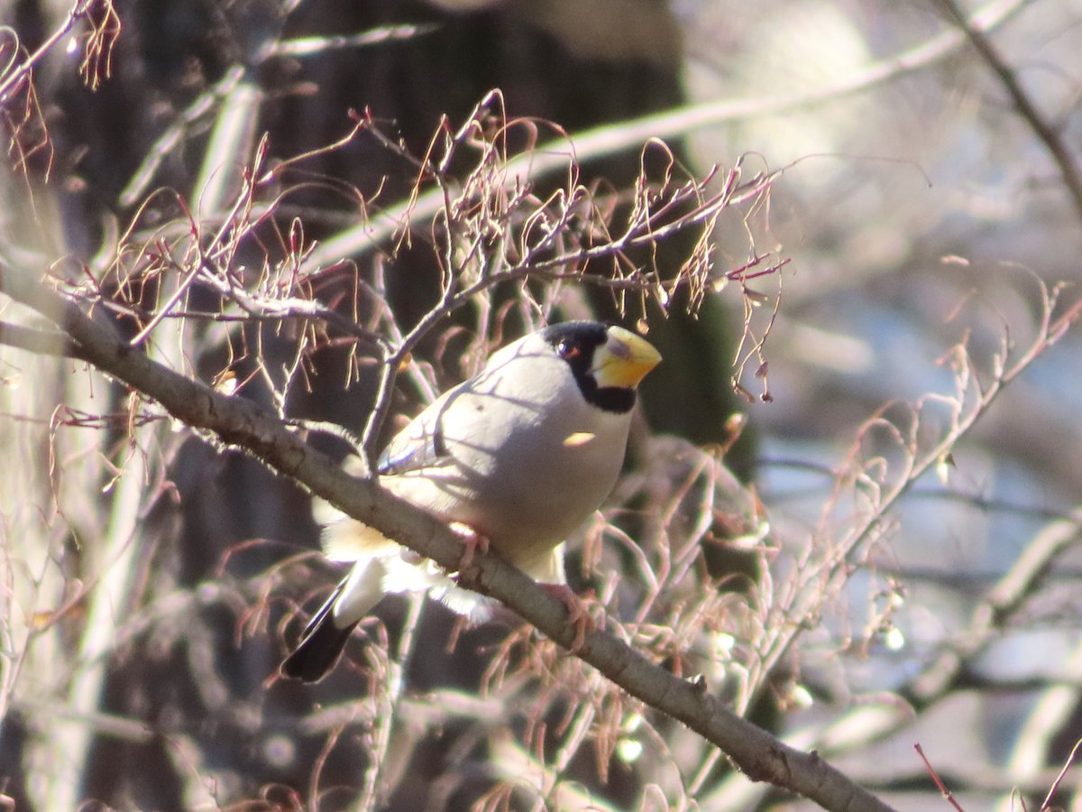 昨日はビュービュー🌬️であまり鳥見日和ではなく、
今日は風もやんで鳥見日和☀

…仕事行って来ます！←ままならない(笑)

昨日の鳥果は風でふんわりなモグモグイカルを見られた事😆

#イカル #野鳥 #コンデジ撮影