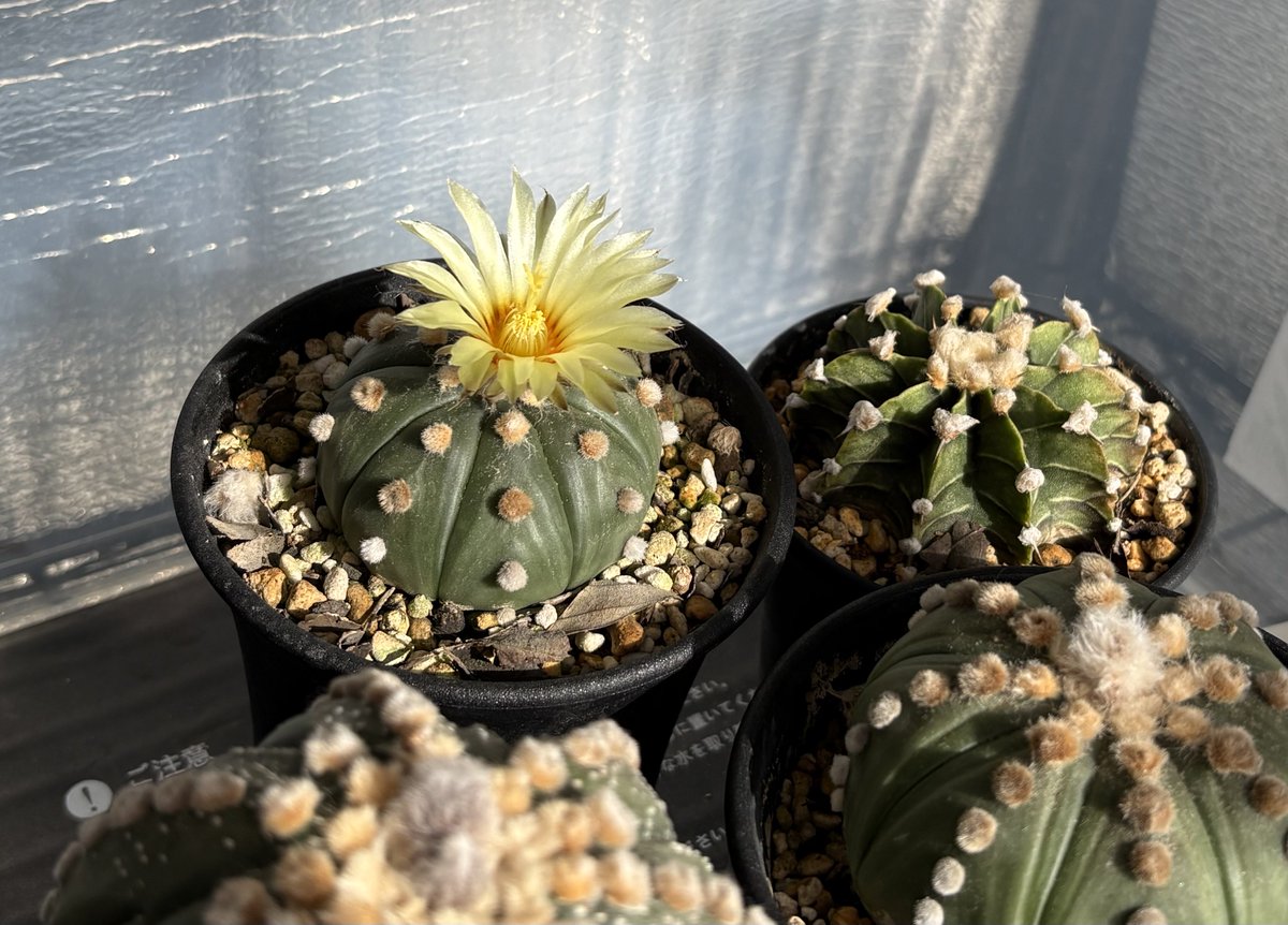 ｵﾋﾘﾛஐ🌵🌸🦉 tweet media