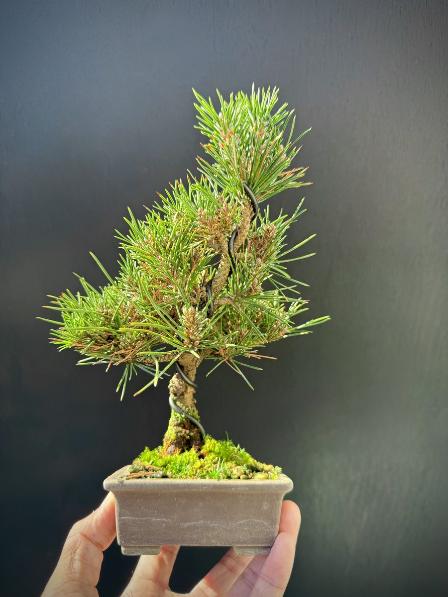 千寿丸さん #盆栽 #黒松 #盆栽初心者 #bonsai #千寿丸