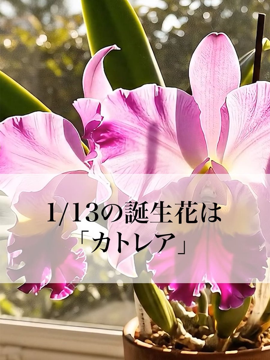 Hana⭐︎2点おまとめ はなしごと🌻 (@hanashigoto87) / Posts / X