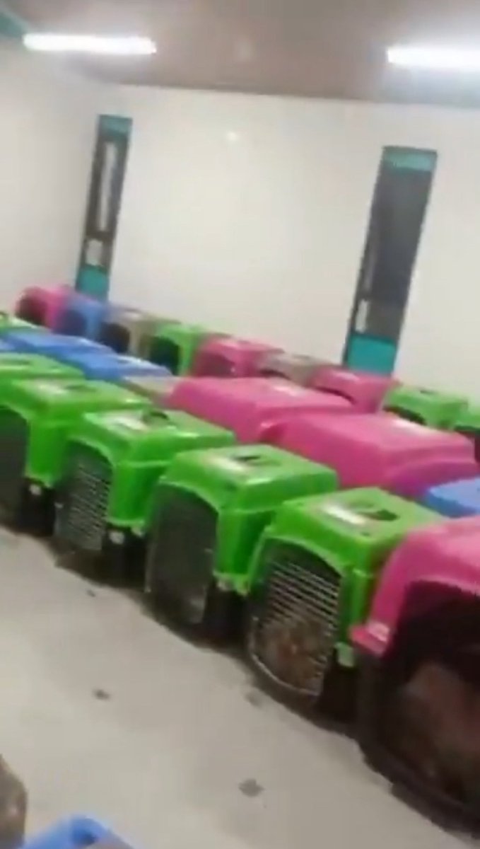 Perrhijos tweet media