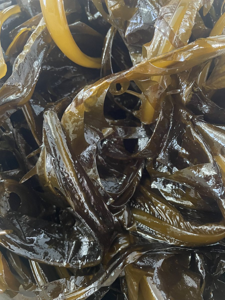 jacodesu's tweet image. 生わかめ入荷しました⊂(`･ω･´)⊃ﾊﾞｯ

まだこの時期の生わかめは茎が細く柔らかいのでおすすめです！！