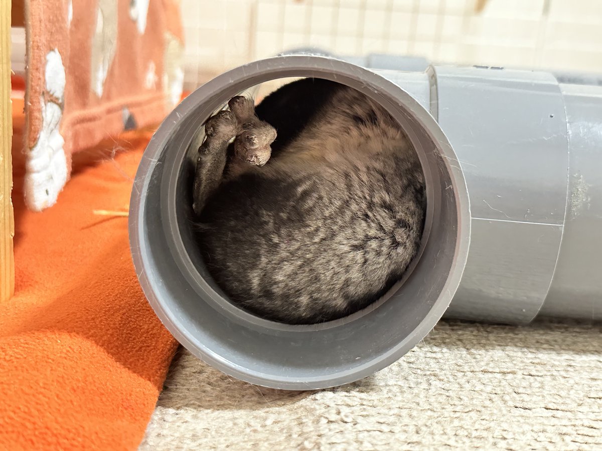 ちーこっこ🐭 (@koyukineko9) / Posts / X