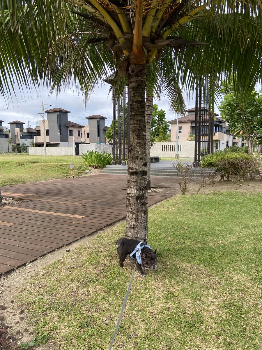 boredchompee's tweet photo. Quick escape with chompee🐶🌊 https://t.co/AWlipxNxDB