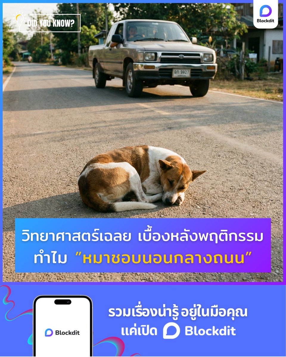 BlockditApp's tweet image. วิทยาศาสตร์เฉลย ทำไมหมาถึงชอบนอนกลางถนน รอให้รถมาใกล้ๆแล้วถึงค่อยลุกหนี

อ่านต่อบน Blockdit  👉blockdit.com/posts/69646fb0…

#blockdit #คอนเทนต์ #ความรู้ #ข่าว #แอพดีบอกต่อ