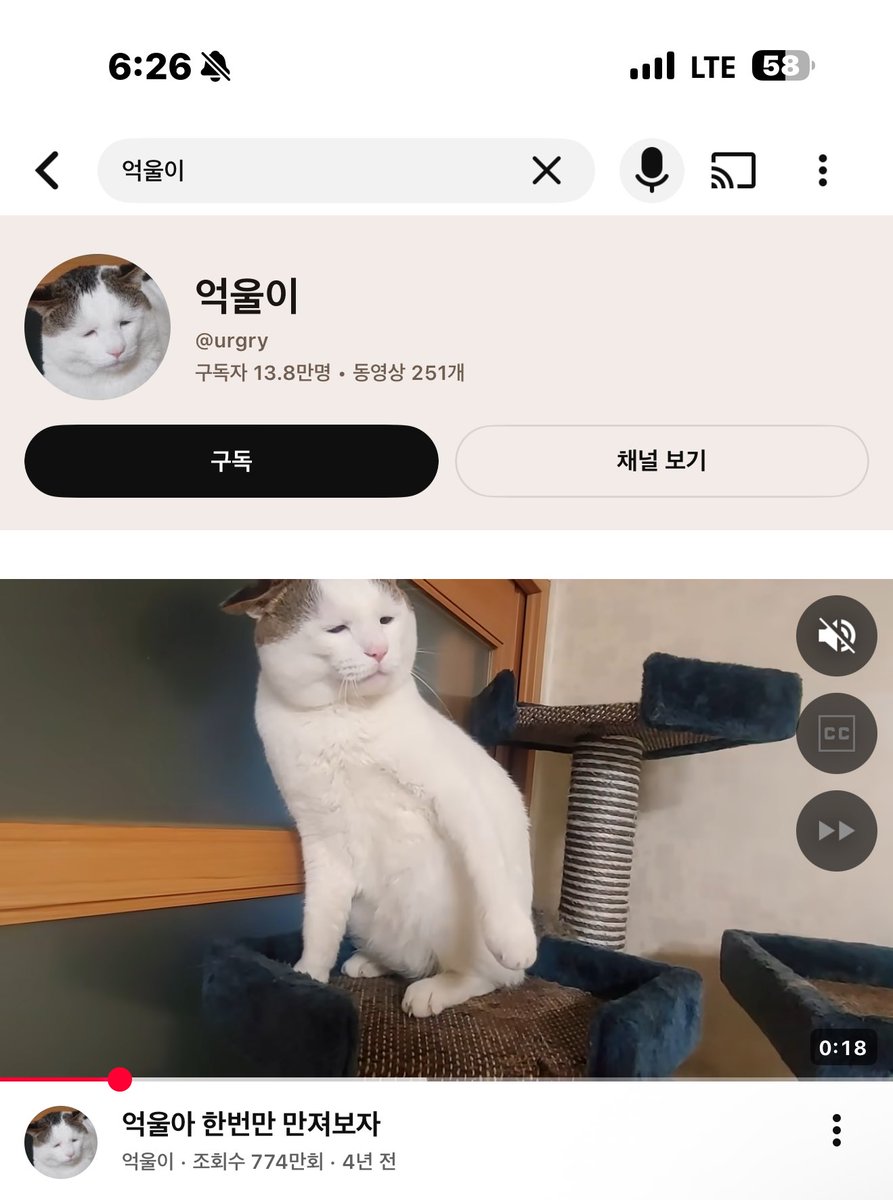 억울이라는고양이아세요
아진짜억울하게생겼네 친구가
정이가네
주인분이이름을너무잘지어주셨네요